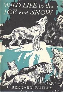 Picture of Wild Life in the Ice and Snow